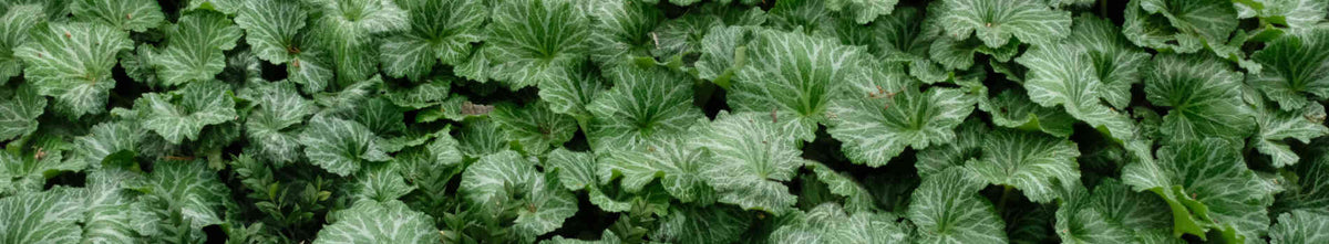 Saxifraga