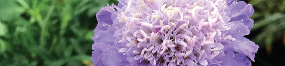 Scabiosa