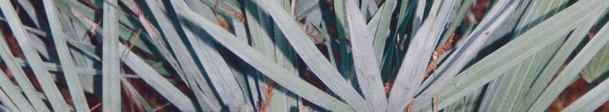 Serenoa