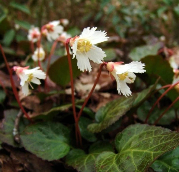 Shortia