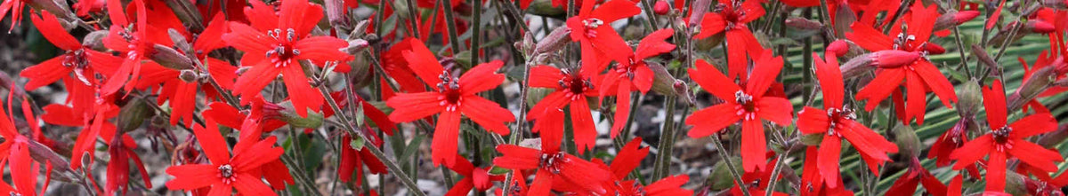 Silene