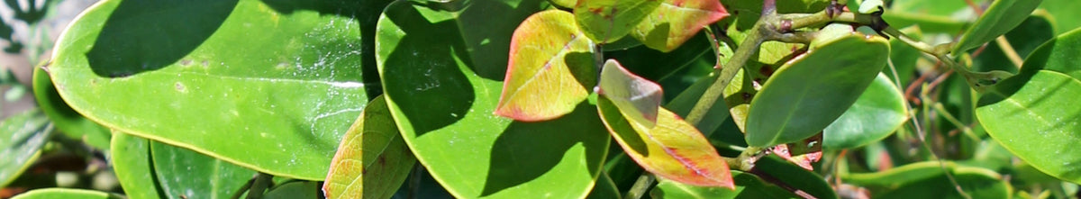 Smilax