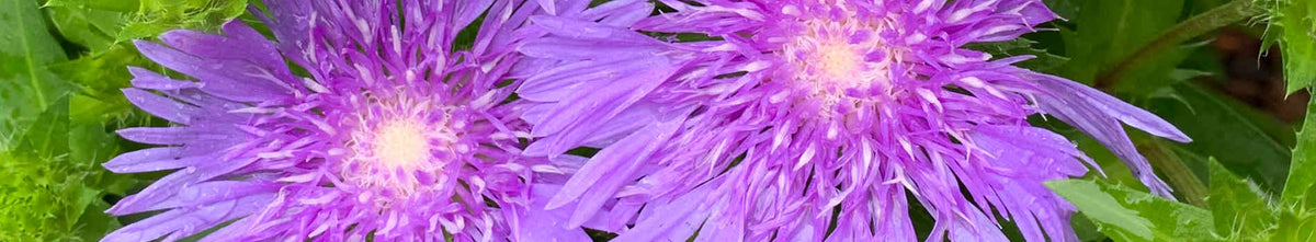 Stokesia