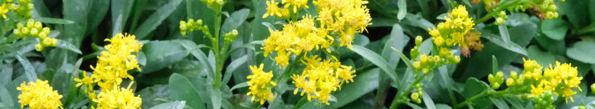Solidago