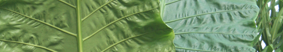 Specialocasia