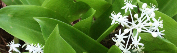 Speirantha