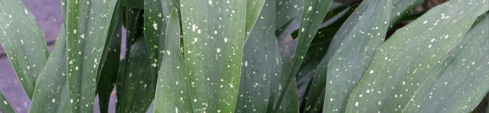 Spotted/Speckled Foliage Plants