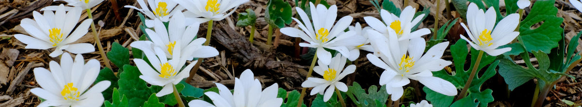 Spring Ephemerals