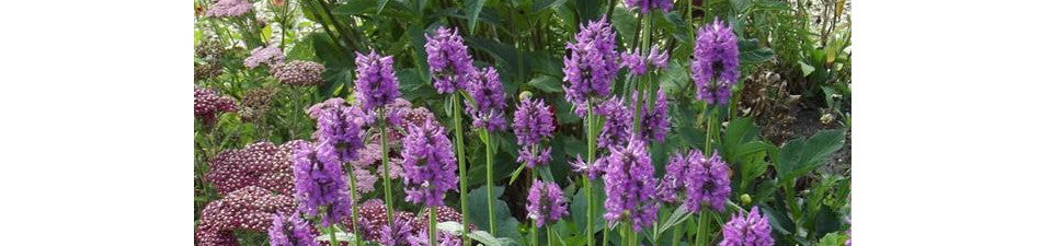 Stachys