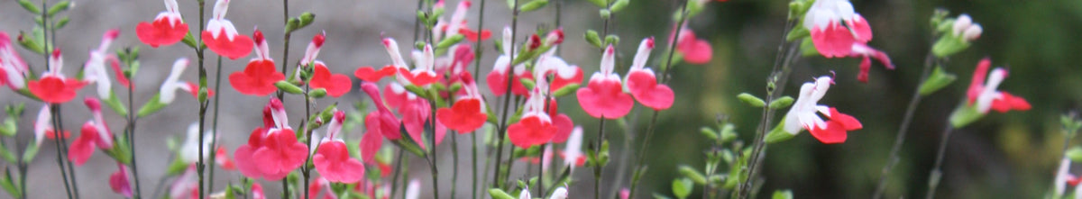 Sun Perennials
