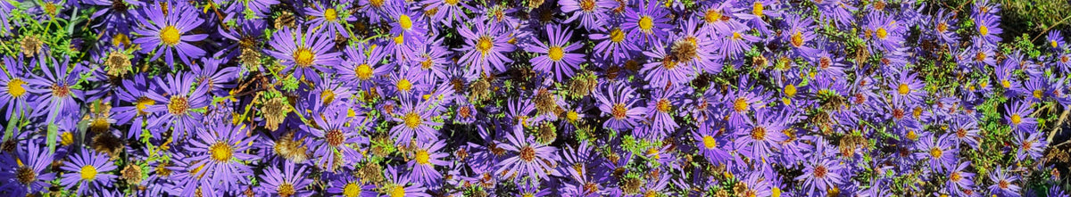 Symphyotrichum