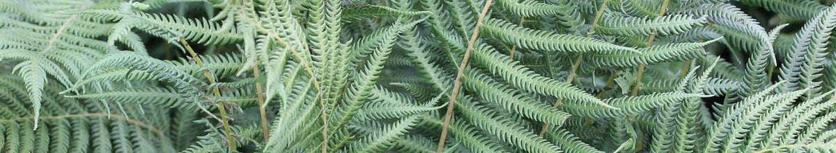 Thelypteris