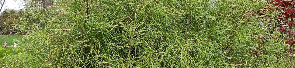 Thuja