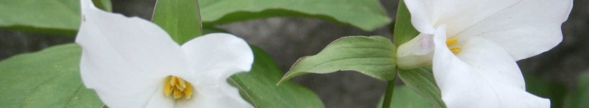 Plants for Zone 2
