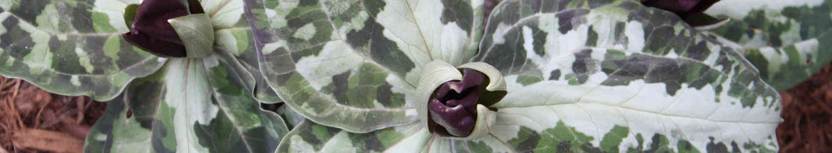Trillium