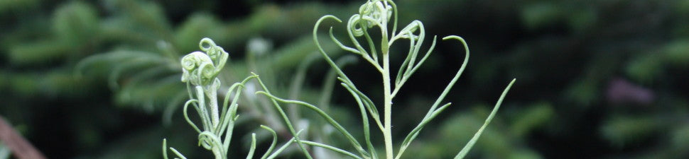 Trismeria