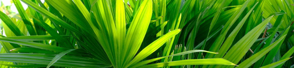 Trithrinax