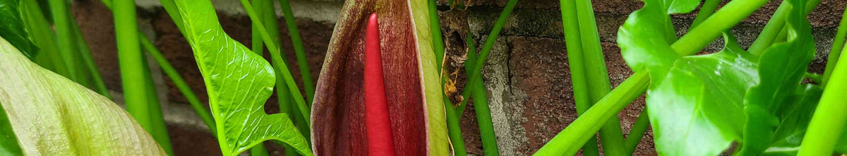 Typhonium