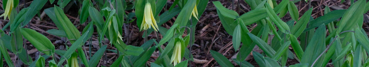 Uvularia