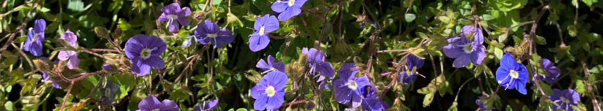 Veronica