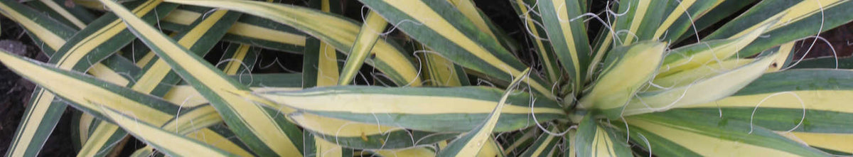 Yucca