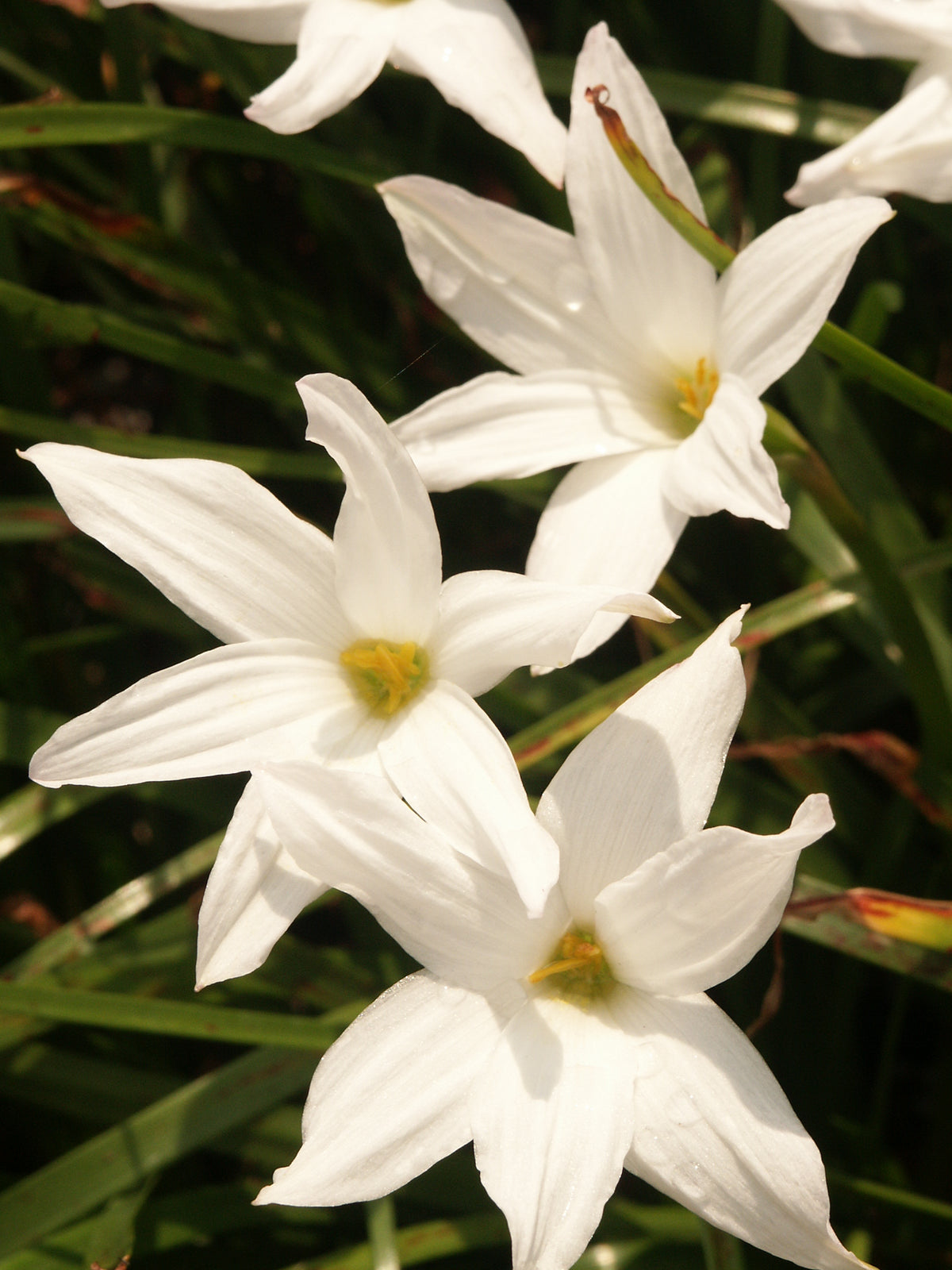 Zephybranthus
