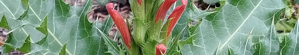 Acanthus
