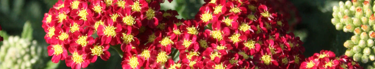 Achillea