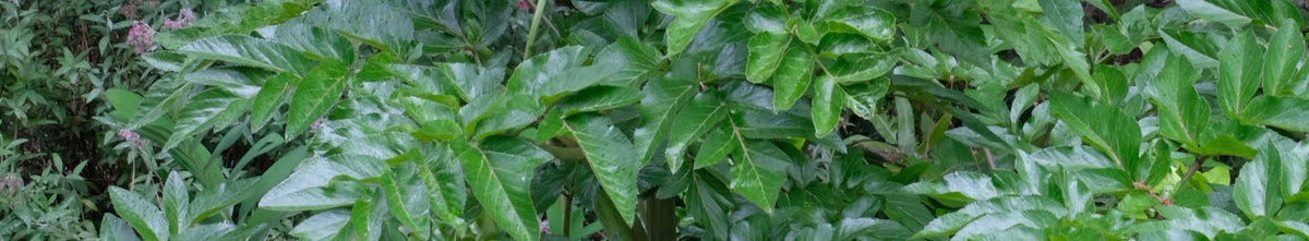 Angelica