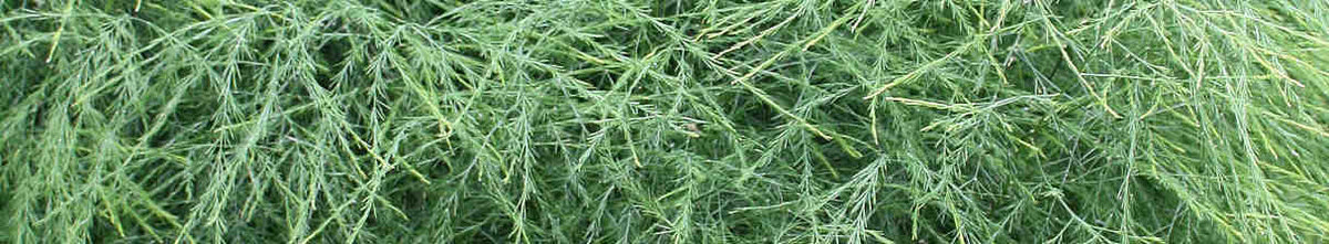 Asparagus