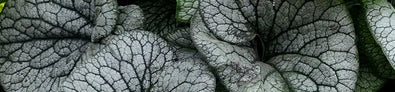 Silver/Grey Foliage Plants