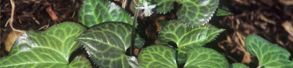 Beesia