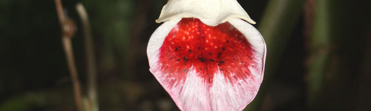 Boesenbergia