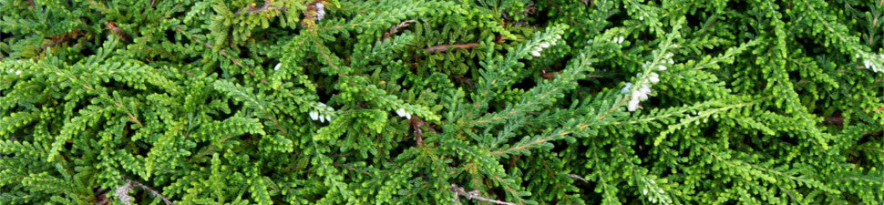 Calluna