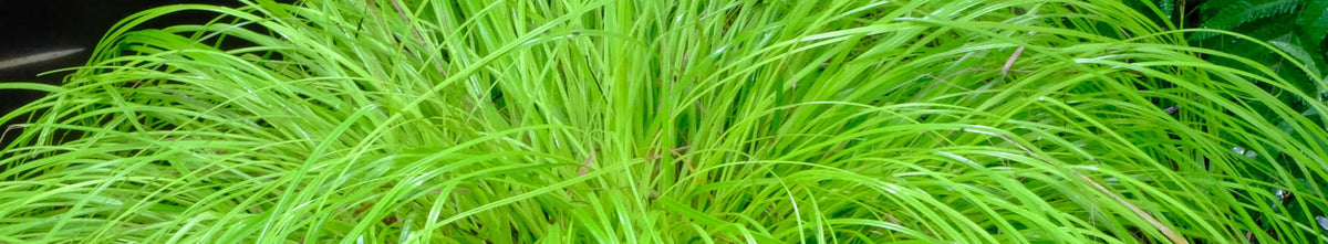 Plants for Zone 5