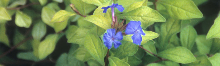 Ceratostigma