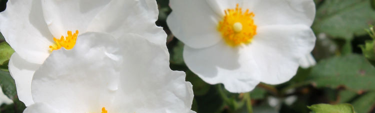 Cistus