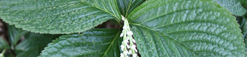 Chloranthus