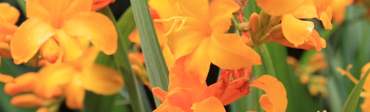 Crocosmia