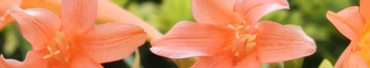 Cyrtanthus