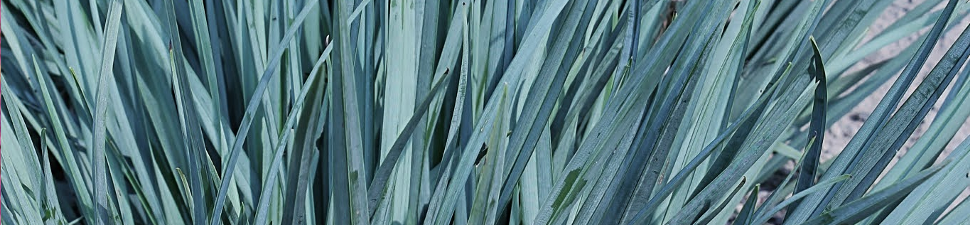 Dianella
