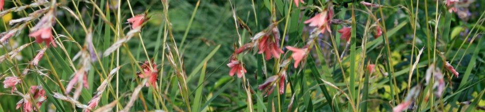 Dierama