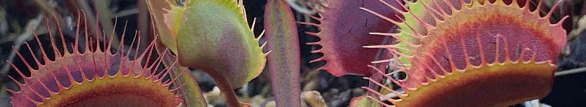 Endangered Plants