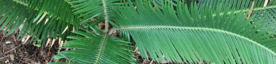 Dioon