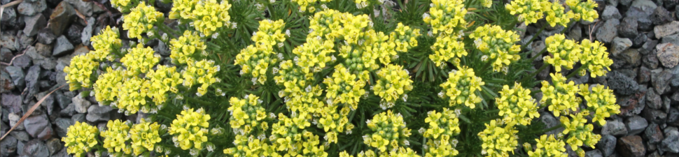 Draba