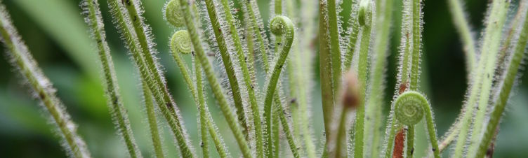 Drosera
