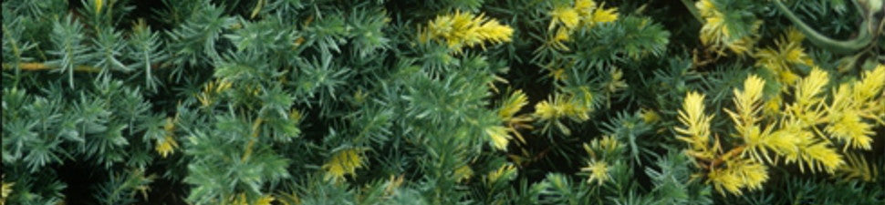 Dwarf Conifers