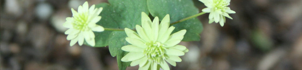 Dwarf Plants