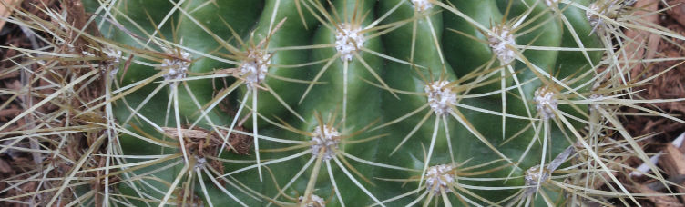 Echinopsis
