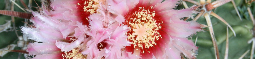 Echinocactus
